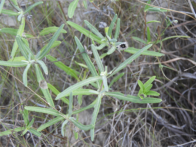 Melampodium leucanthum (Blackfoot daisy) #88798