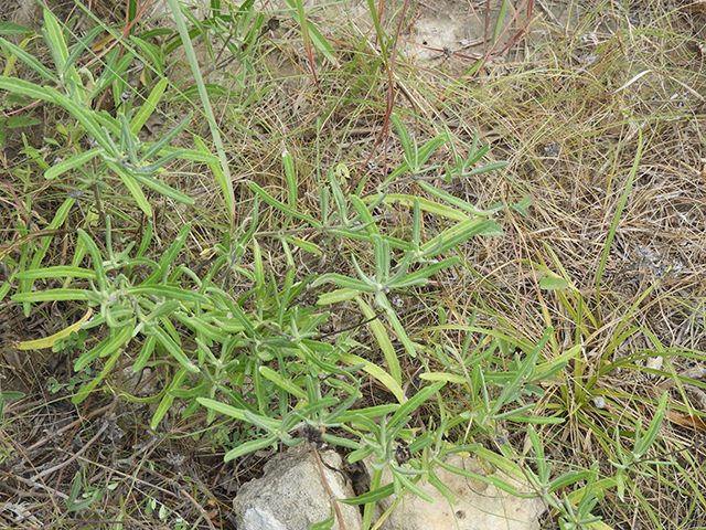 Melampodium leucanthum (Blackfoot daisy) #88799