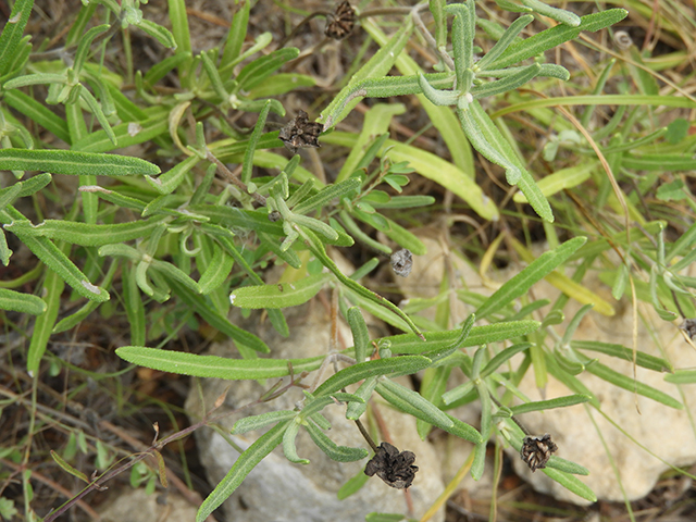Melampodium leucanthum (Blackfoot daisy) #88801