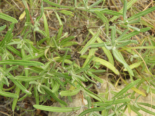 Melampodium leucanthum (Blackfoot daisy) #88802