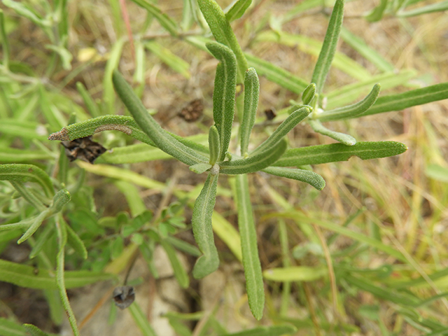 Melampodium leucanthum (Blackfoot daisy) #88803
