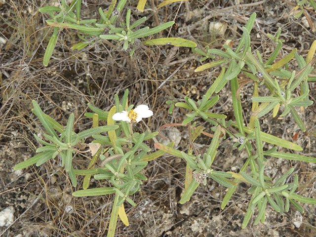 Melampodium leucanthum (Blackfoot daisy) #88804