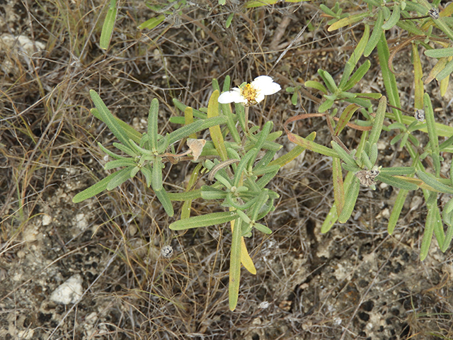 Melampodium leucanthum (Blackfoot daisy) #88805