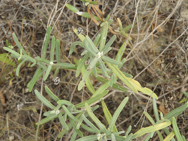 Melampodium leucanthum (Blackfoot daisy) #88806