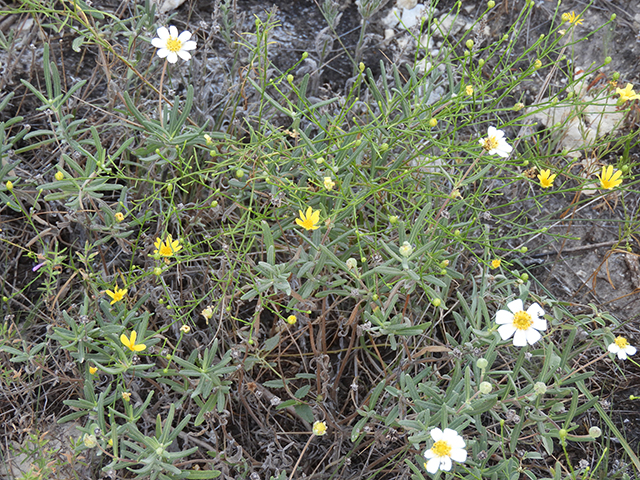 Melampodium leucanthum (Blackfoot daisy) #88807