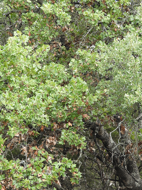 Quercus marilandica (Blackjack oak) #88810