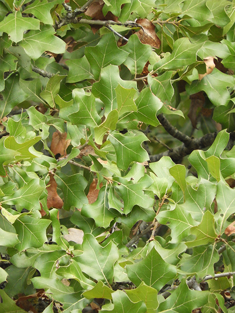 Quercus marilandica (Blackjack oak) #88812
