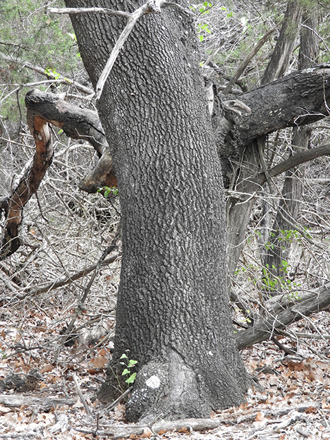 Quercus marilandica (Blackjack oak) #88814