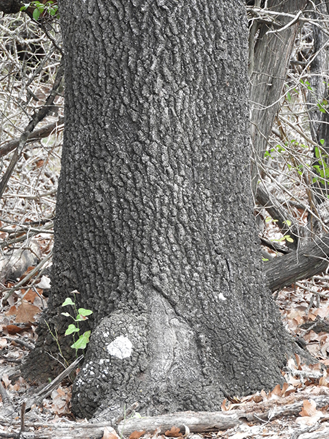 Quercus marilandica (Blackjack oak) #88815