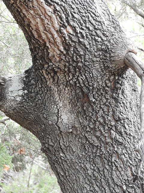 Quercus marilandica (Blackjack oak) #88816