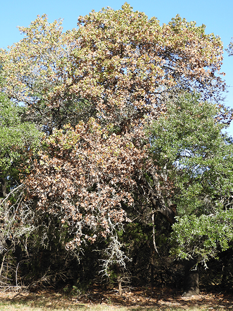 Quercus marilandica (Blackjack oak) #88817