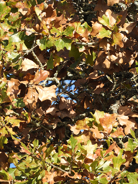 Quercus marilandica (Blackjack oak) #88820