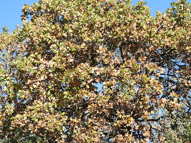 Quercus marilandica (Blackjack oak) #88823