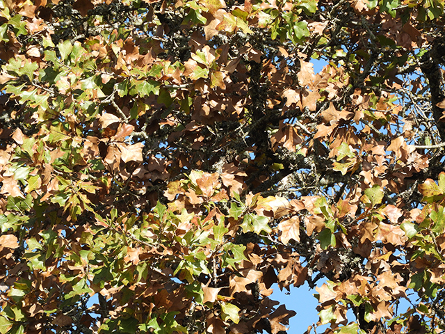 Quercus marilandica (Blackjack oak) #88824