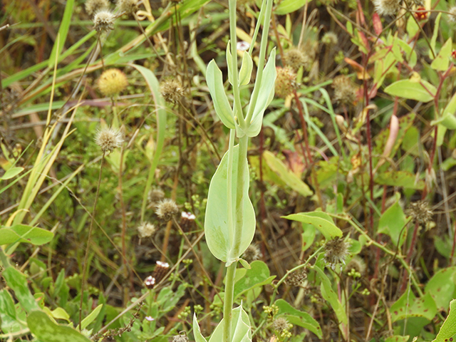 Eustoma exaltatum ssp. russellianum (Texas bluebells) #88827