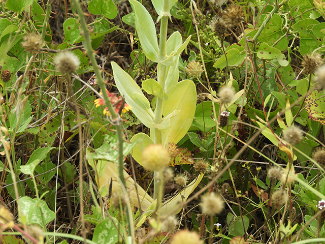 Eustoma exaltatum ssp. russellianum (Texas bluebells) #88828