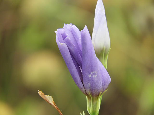Eustoma exaltatum ssp. russellianum (Texas bluebells) #88829