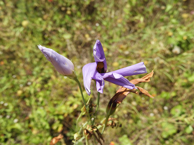 Eustoma exaltatum ssp. russellianum (Texas bluebells) #88830
