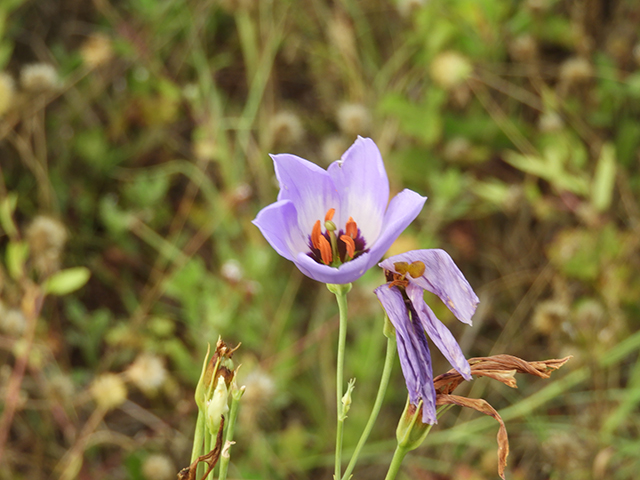 Eustoma exaltatum ssp. russellianum (Texas bluebells) #88831