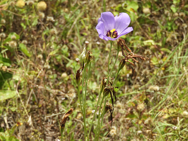 Eustoma exaltatum ssp. russellianum (Texas bluebells) #88834