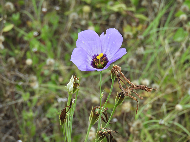Eustoma exaltatum ssp. russellianum (Texas bluebells) #88835