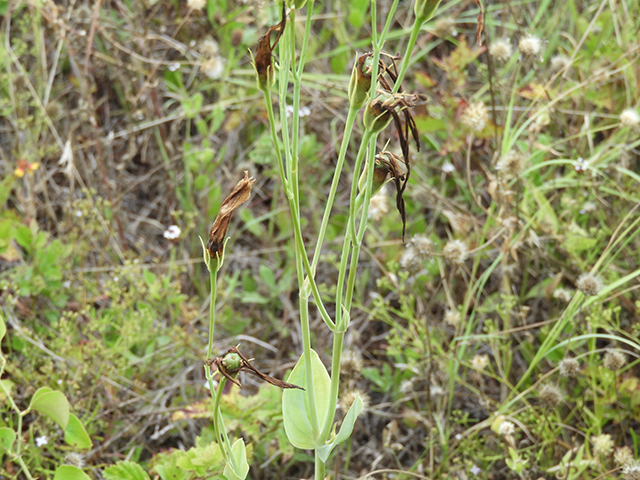 Eustoma exaltatum ssp. russellianum (Texas bluebells) #88836