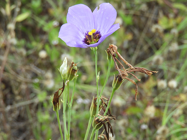 Eustoma exaltatum ssp. russellianum (Texas bluebells) #88837