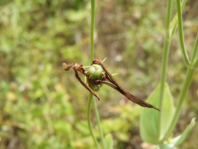 Eustoma exaltatum ssp. russellianum (Texas bluebells) #88839