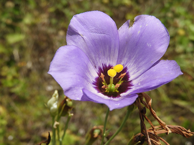 Eustoma exaltatum ssp. russellianum (Texas bluebells) #88841