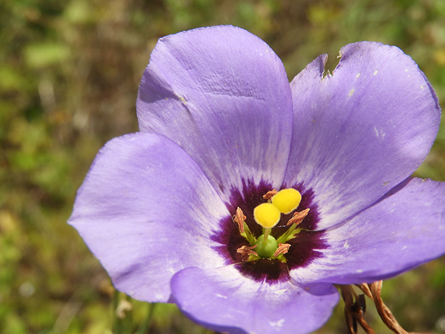 Eustoma exaltatum ssp. russellianum (Texas bluebells) #88842
