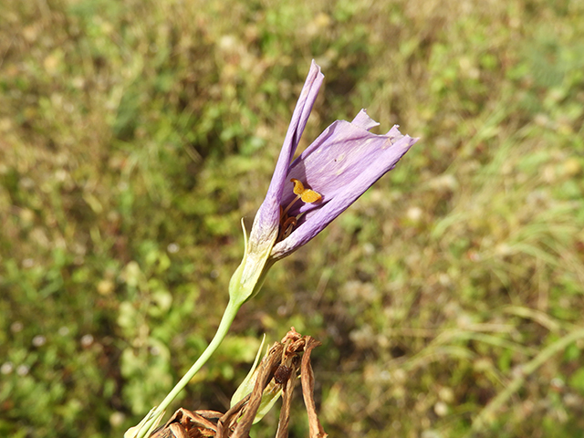 Eustoma exaltatum ssp. russellianum (Texas bluebells) #88843