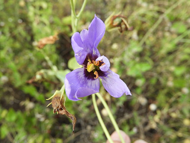 Eustoma exaltatum ssp. russellianum (Texas bluebells) #88844