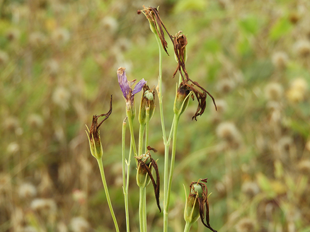 Eustoma exaltatum ssp. russellianum (Texas bluebells) #88846