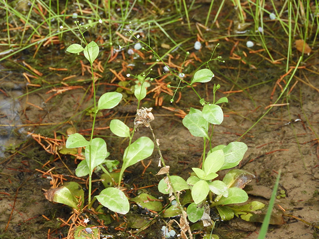 Samolus valerandi ssp. parviflorus (Seaside brookweed) #88914