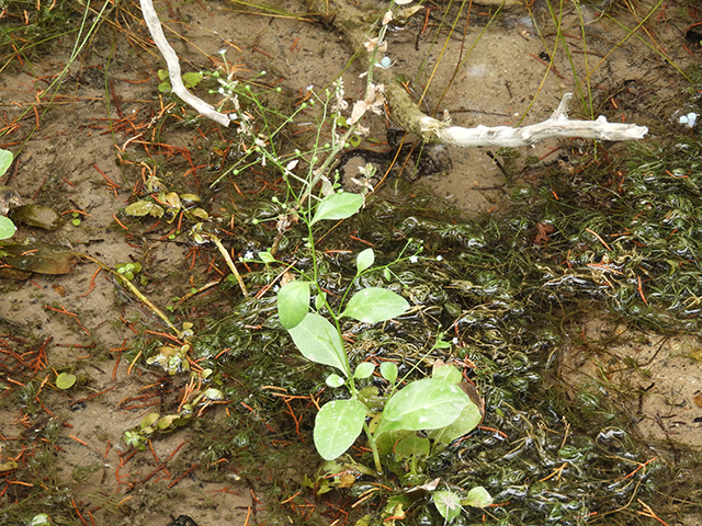Samolus valerandi ssp. parviflorus (Seaside brookweed) #88918