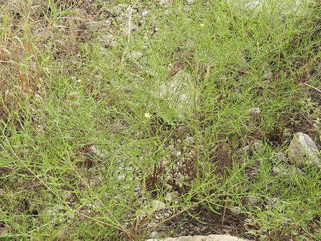 Amphiachyris amoena (Texas broomweed) #88924