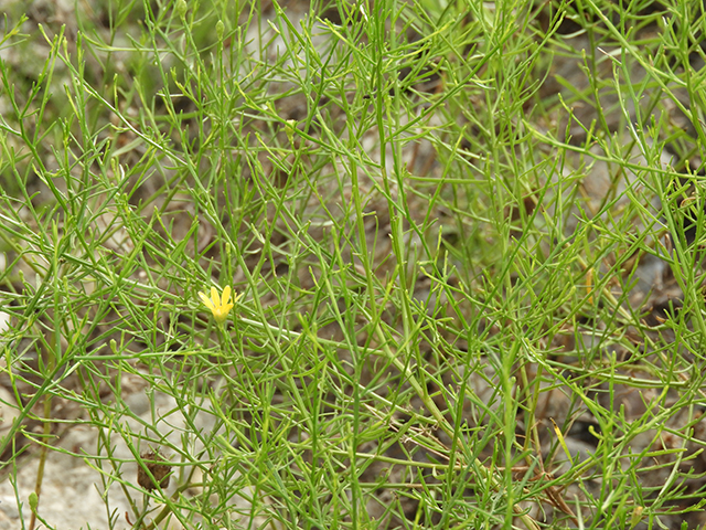 Amphiachyris amoena (Texas broomweed) #88925