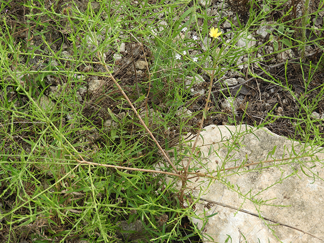 Amphiachyris amoena (Texas broomweed) #88926