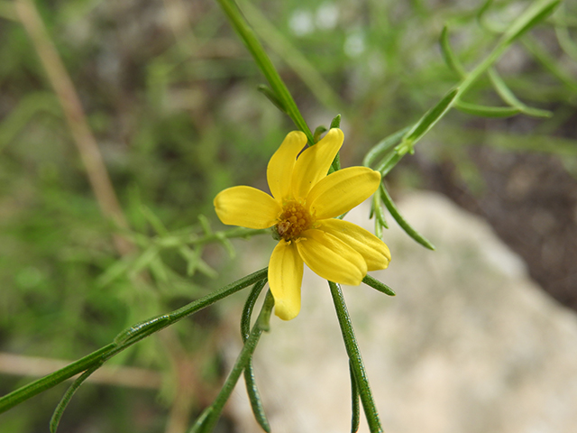 Amphiachyris amoena (Texas broomweed) #88928