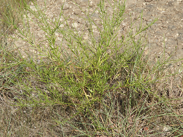 Amphiachyris amoena (Texas broomweed) #88929