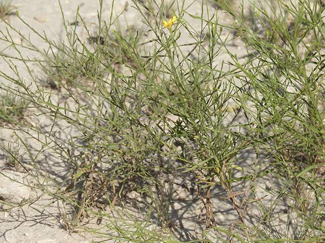 Amphiachyris amoena (Texas broomweed) #88931