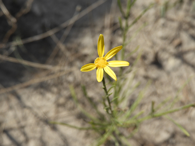 Amphiachyris amoena (Texas broomweed) #88932