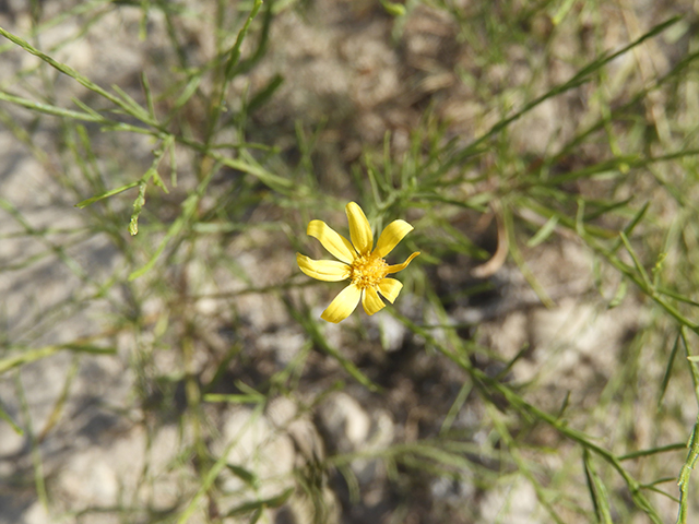 Amphiachyris amoena (Texas broomweed) #88933