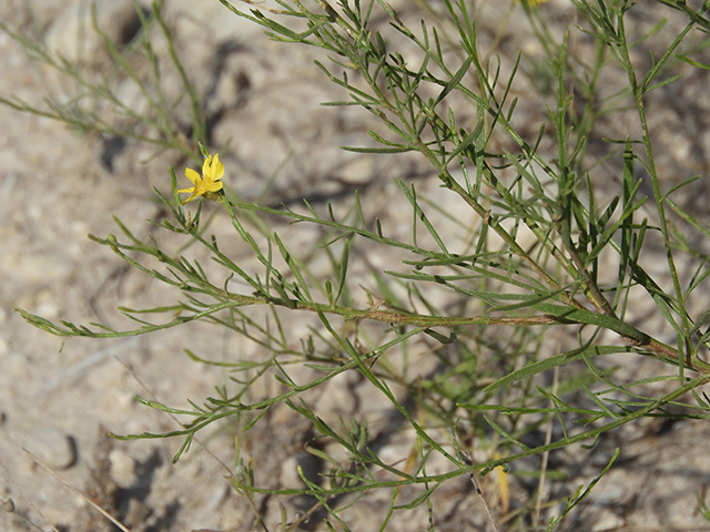 Amphiachyris amoena (Texas broomweed) #88934