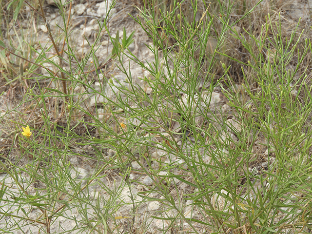 Amphiachyris amoena (Texas broomweed) #88936