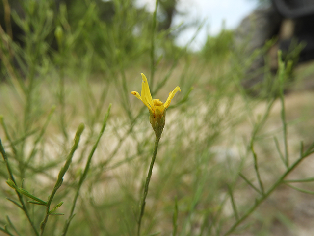 Amphiachyris amoena (Texas broomweed) #88937