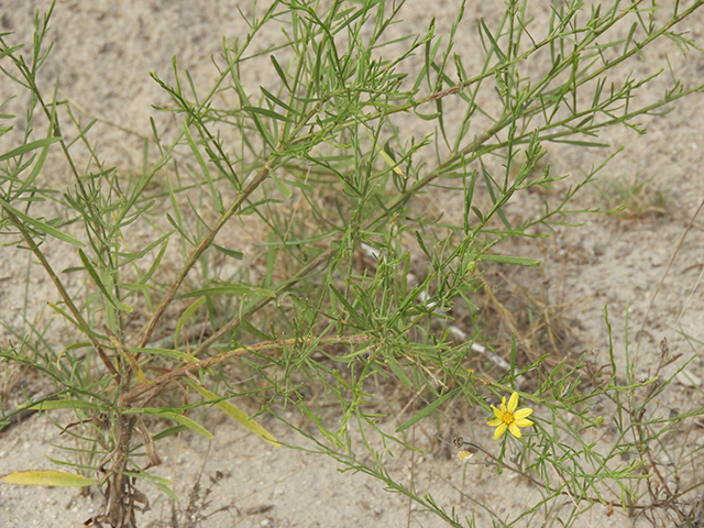 Amphiachyris amoena (Texas broomweed) #88938