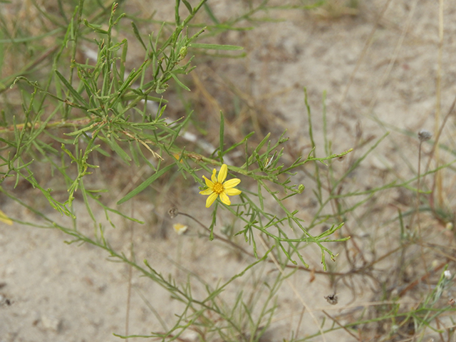 Amphiachyris amoena (Texas broomweed) #88939