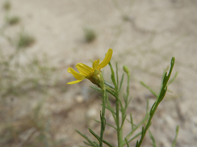 Amphiachyris amoena (Texas broomweed) #88943