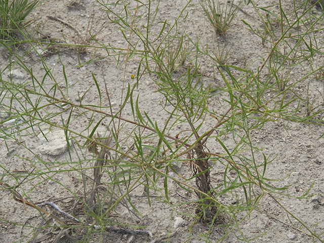 Amphiachyris amoena (Texas broomweed) #88945